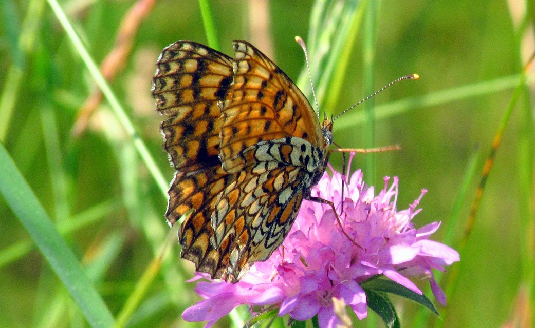 Melitaea phoebe - nagy tarkalepke