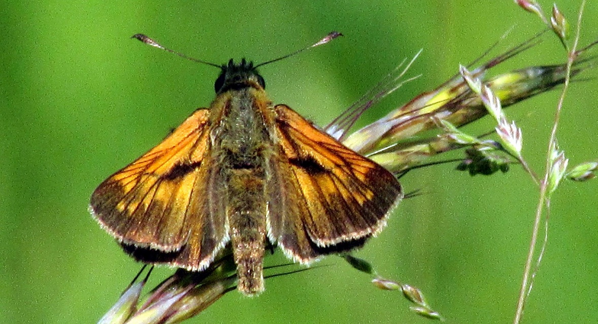 Ochlodes sylvanus - erdei busalepke