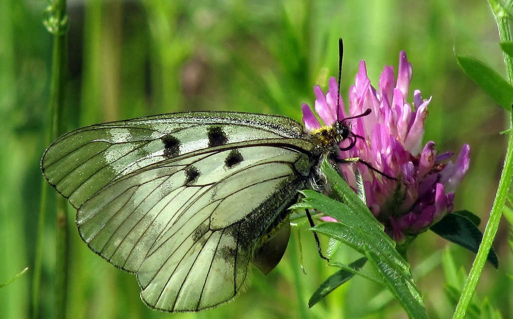 Parnassius mnemosyne - kis apollólepke