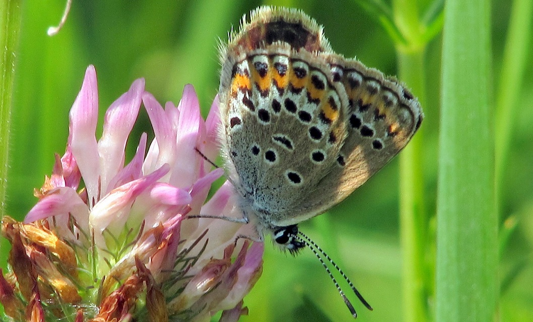 Plebejus argus - ezüstös boglárka