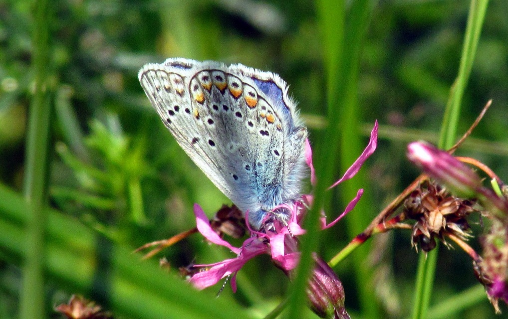 Polyommatus icarus - közönséges boglárka