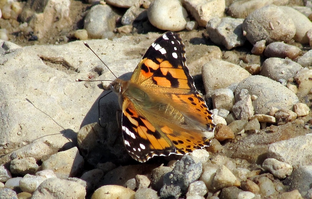 Vanessa cardui - bogáncslepke