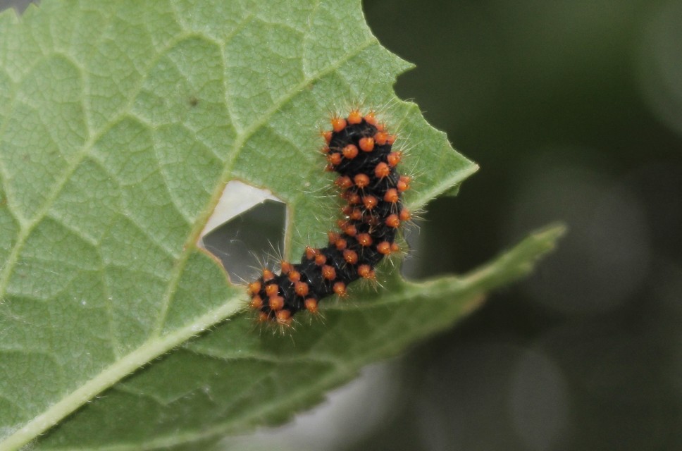 Saturnia pyri - nagy pávaszem