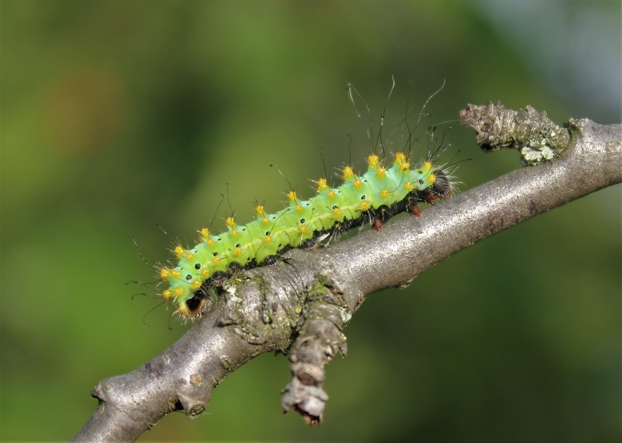 Saturnia pyri - nagy pávaszem