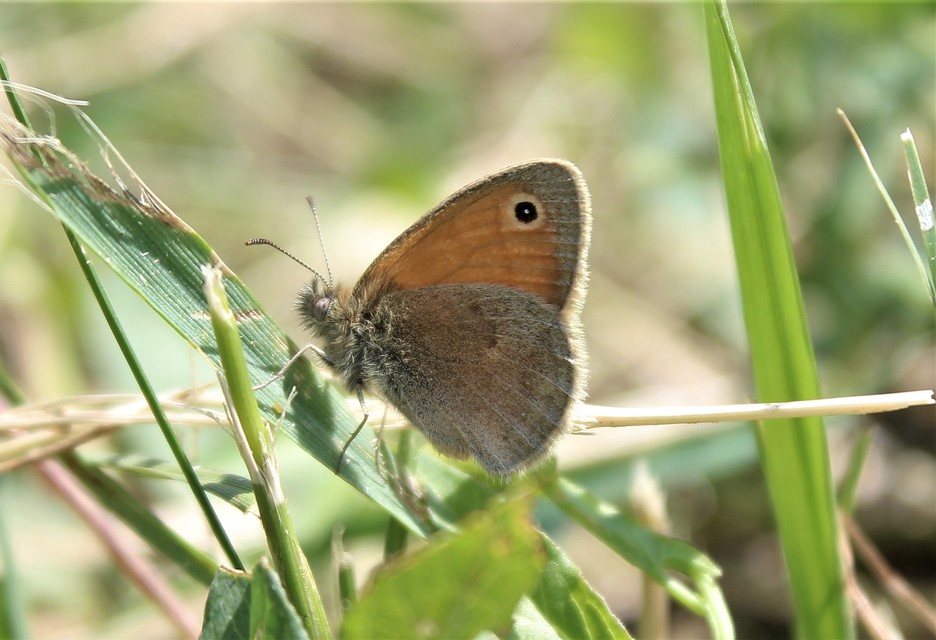 Coenonympha pamphilus - kis szénalepke