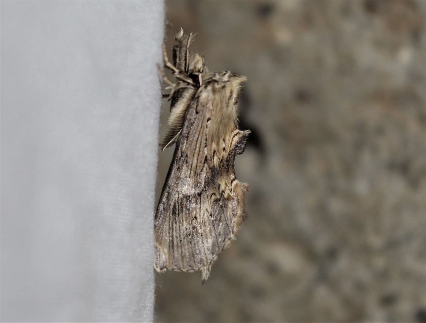 Pterostoma palpina - csőrös púposszövő