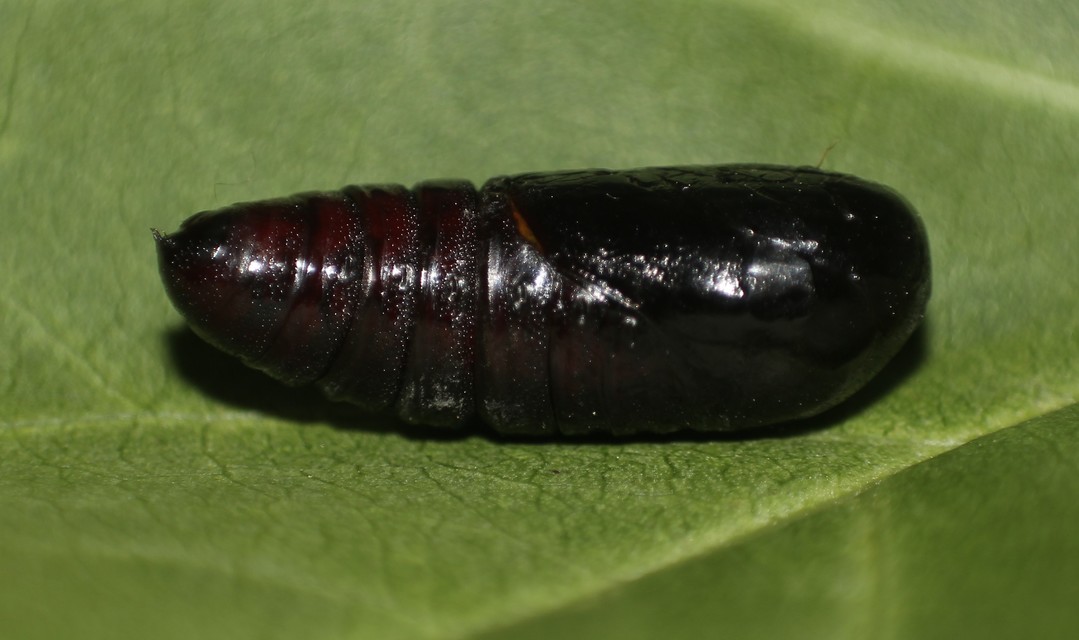 Drymonia ruficornis - cserfa-púposszövő