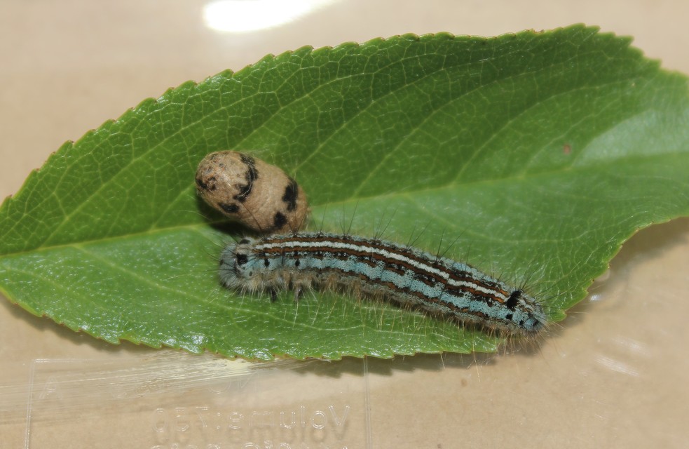Ichneumonidae - valódi fürkészdarazsak