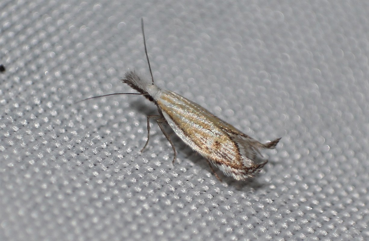 Holoscolia huebneri - sarlósszárnyú csíkosmoly