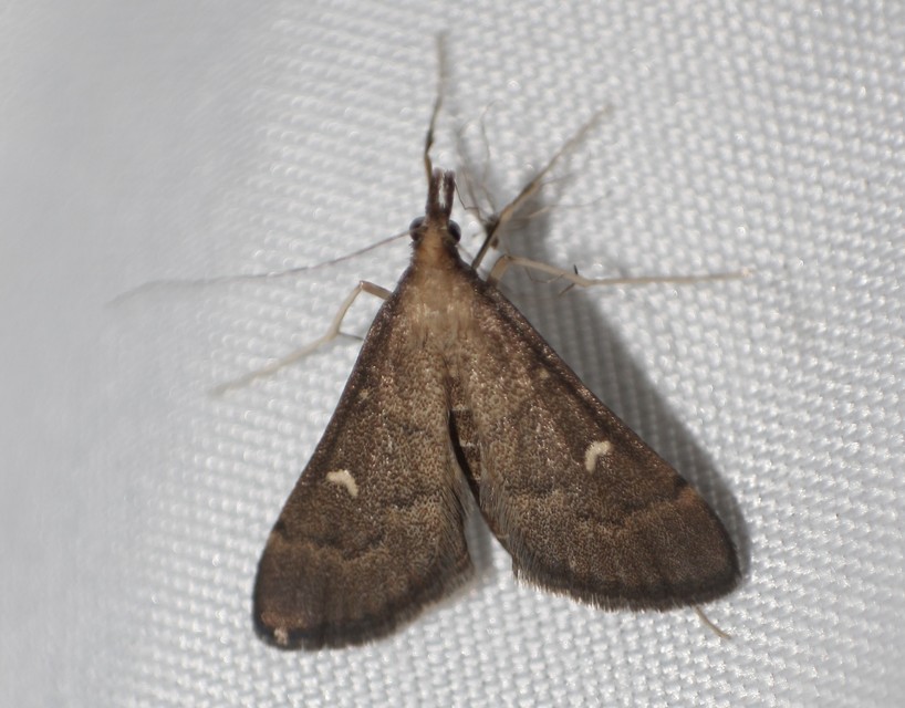 Dolicharthria punctalis - hosszúlábú tűzmoly