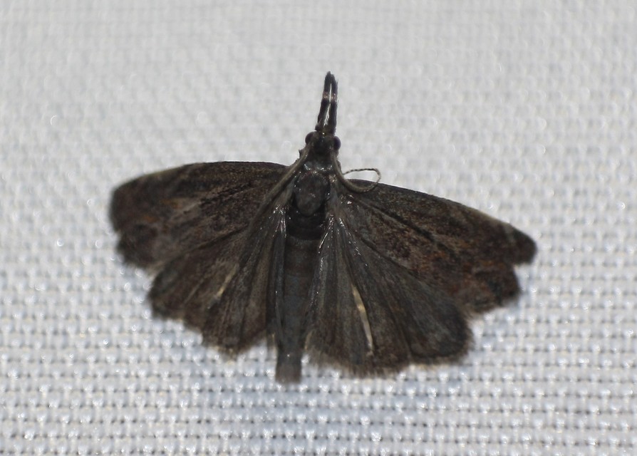 Platytes cerussella - törpe fűgyökérmoly