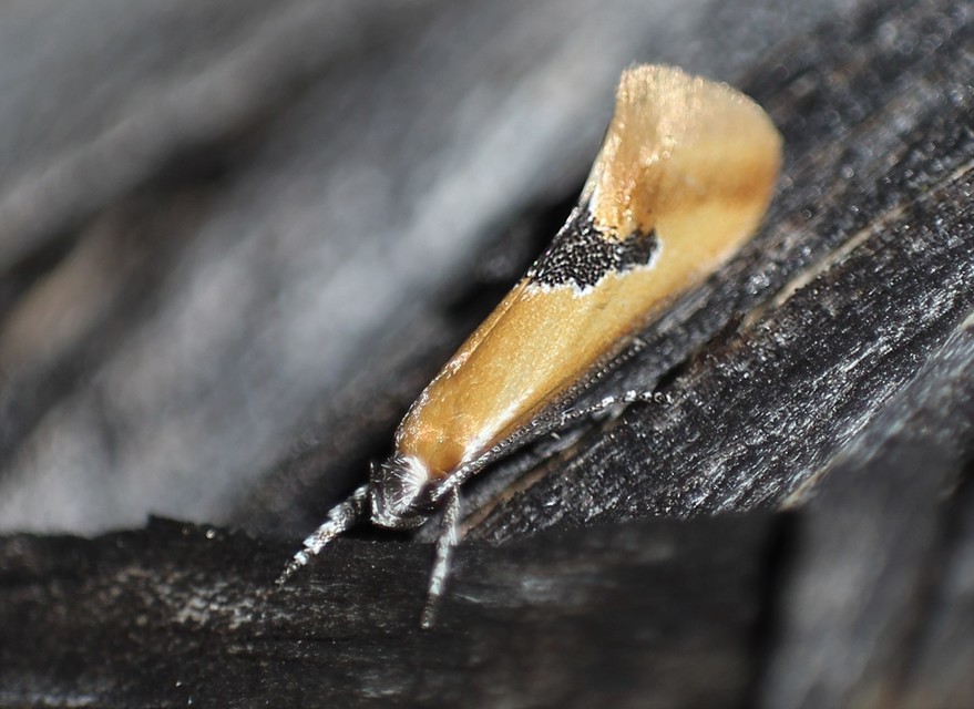 Batia internella/lambdella
