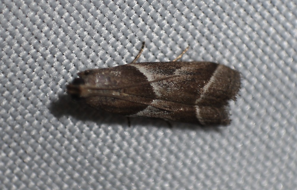 Nyctegretis lineana - agátszínű karcsúmoly