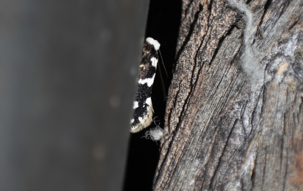 Neurothaumasia ankerella - magyarmoly