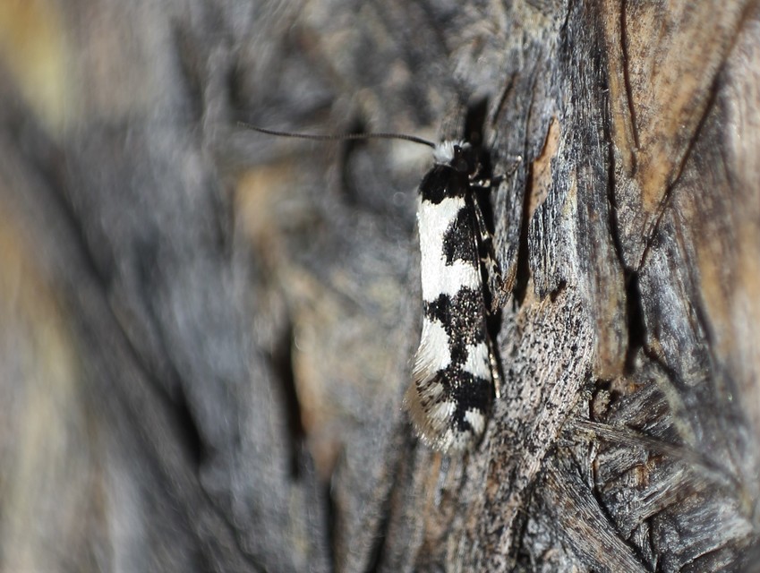 Neurothaumasia ankerella - magyarmoly