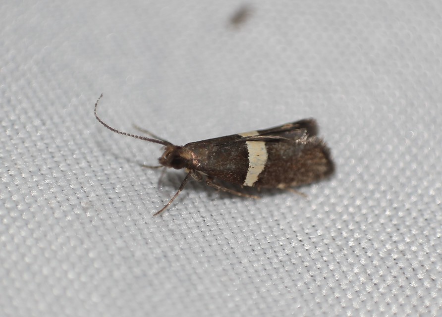 Eidophasia messingiella - kakukktormamoly