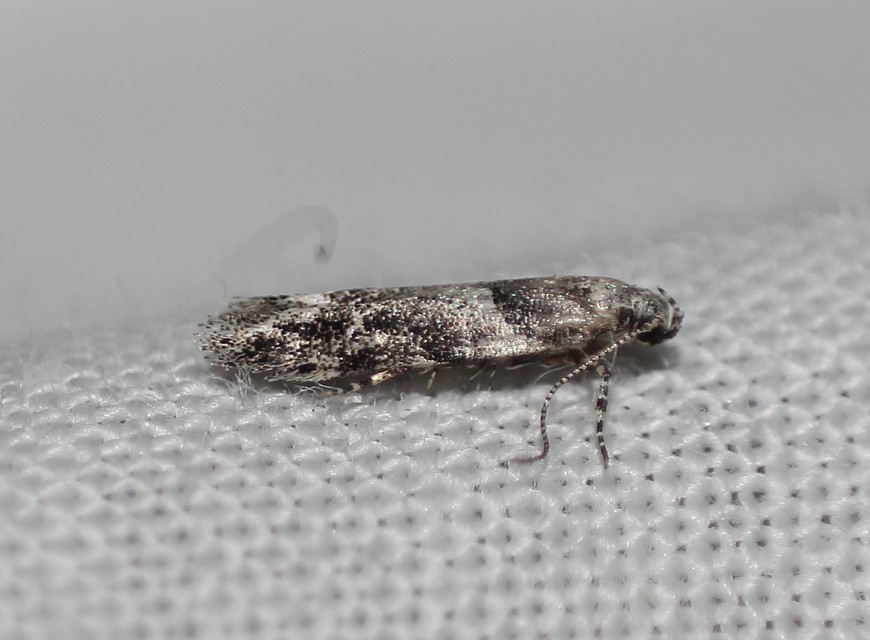 Recurvaria nanella - kis vörös-rügysodrómoly