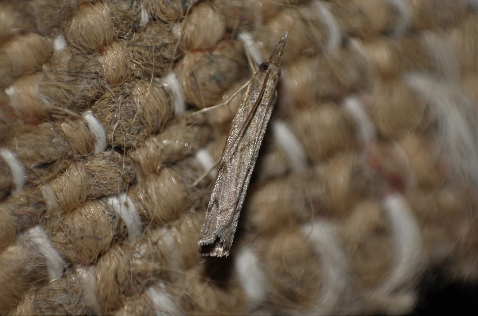 Pediasia contaminella - mocskos fűgyökérmoly