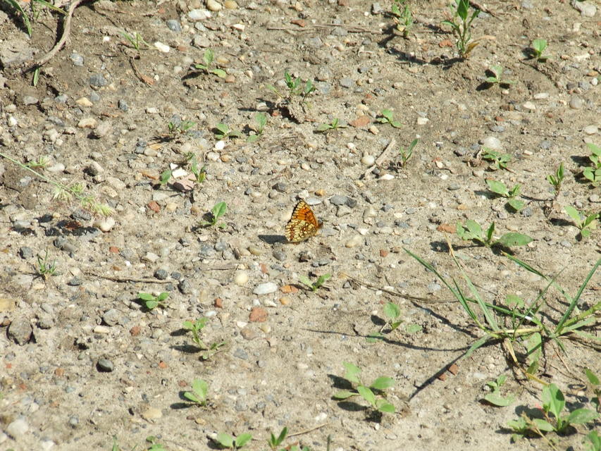 Melitaea athalia - közönséges tarkalepke