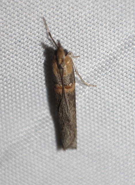 Etiella zinckenella - akácmoly