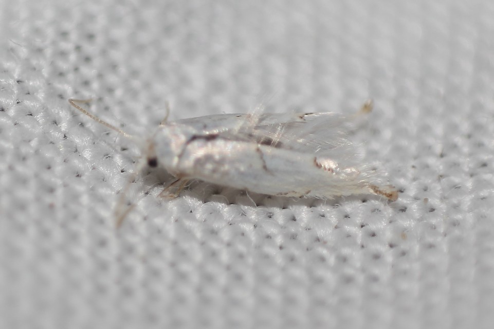 Phyllonorycter abrasella - cseraknázó sátorosmoly
