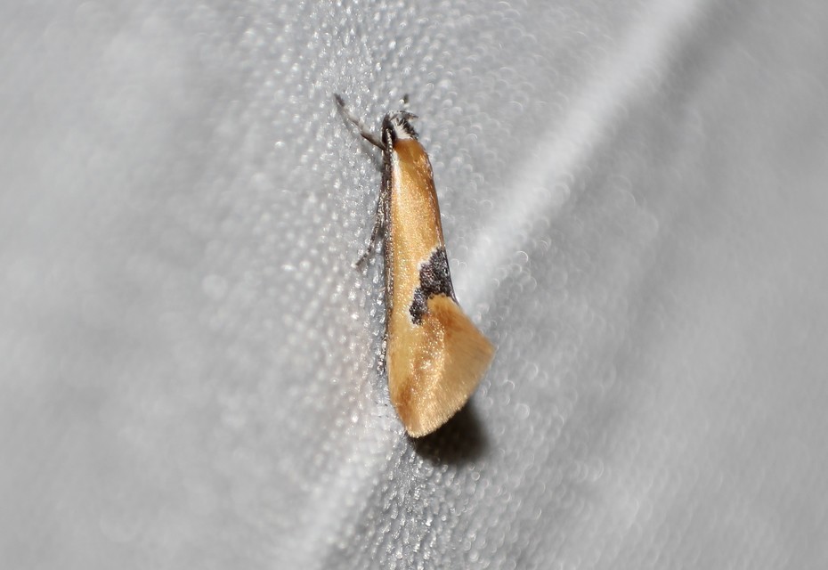 Batia internella/lambdella