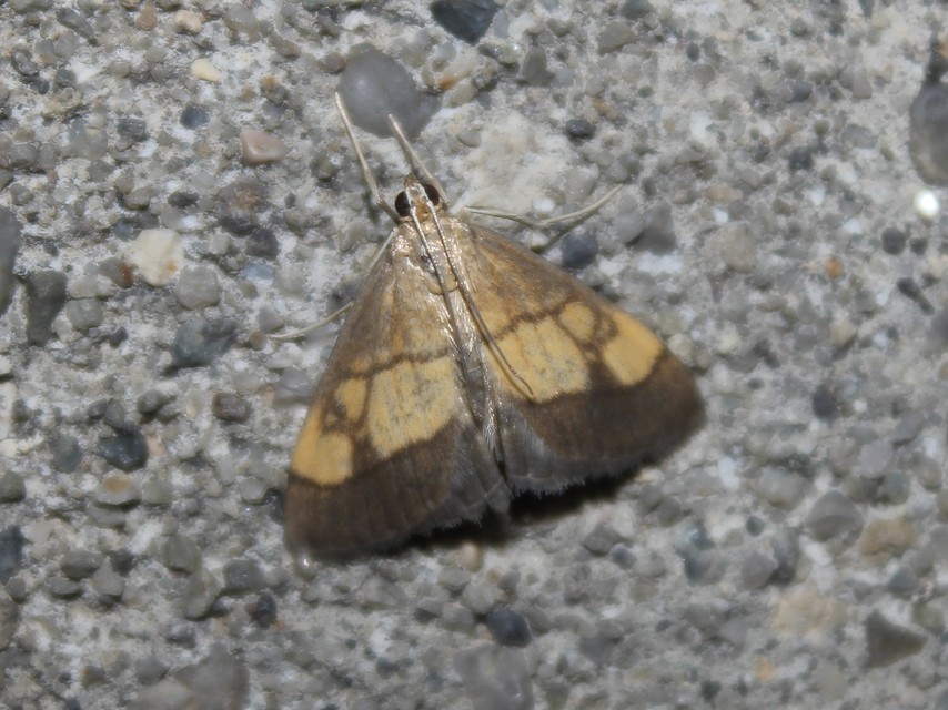 Evergestis limbata - közönséges dudvamoly