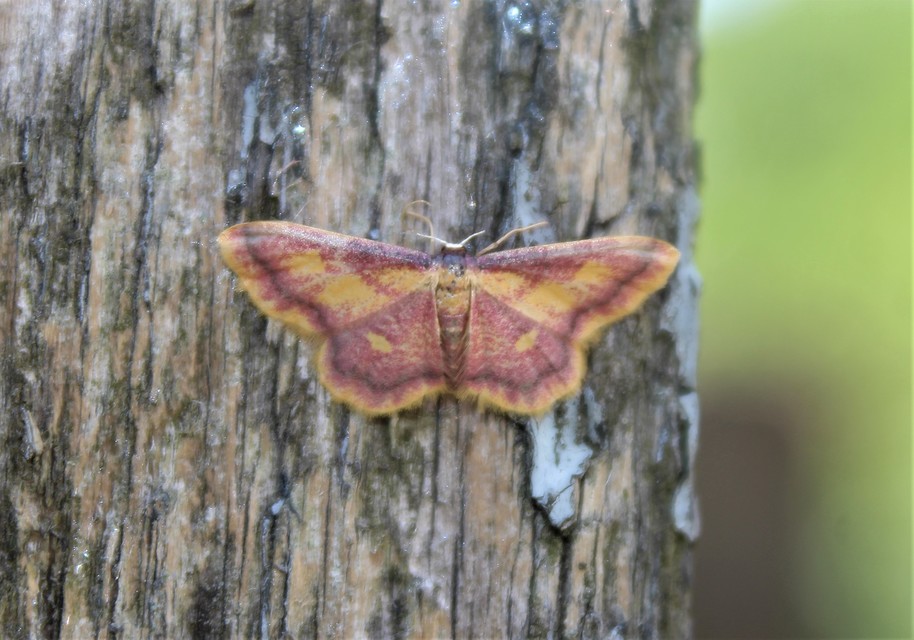 Idaea muricata - mocsári pirosaraszoló