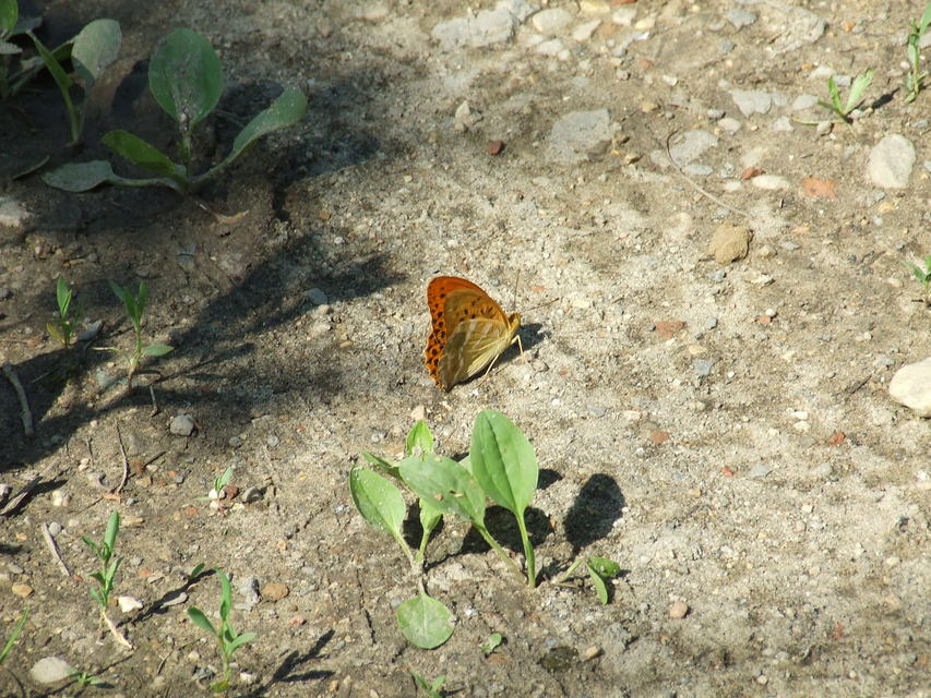 Argynnis paphia - nagy gyöngyházlepke