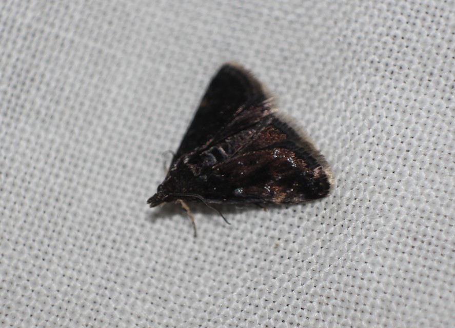 Heliothela wulfeniana - fényes kormosmoly