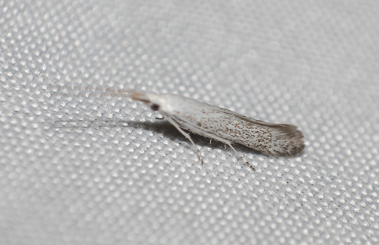 Coleophora hemerobiella - gyümölcsfalevél-zsákosmoly