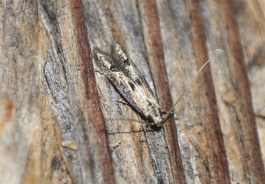 Blastodacna