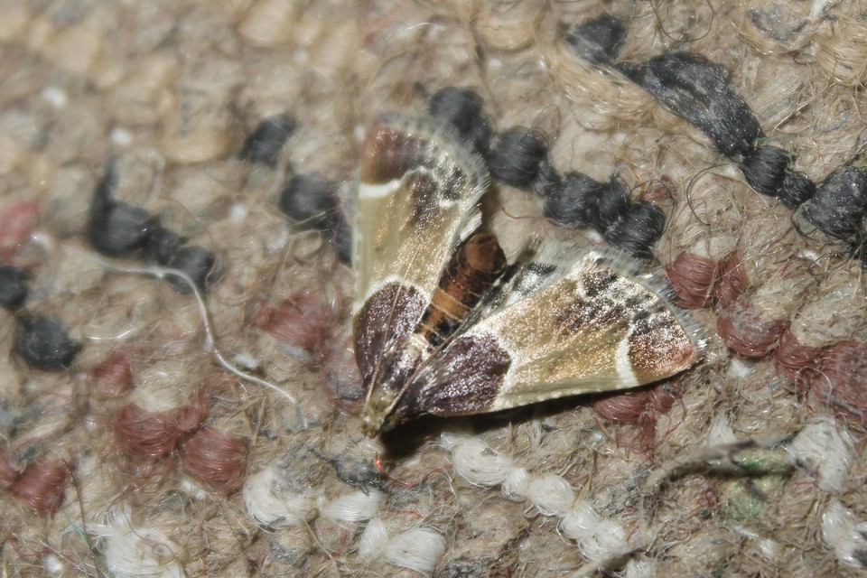 Pyralis farinalis - lisztilonca