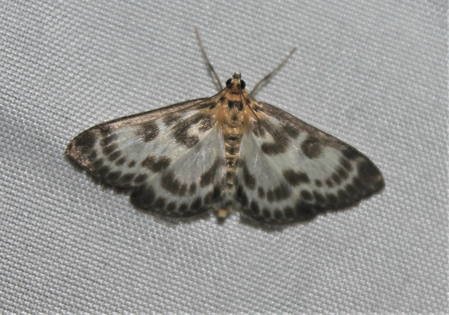 Anania hortulata - tarka csalánmoly