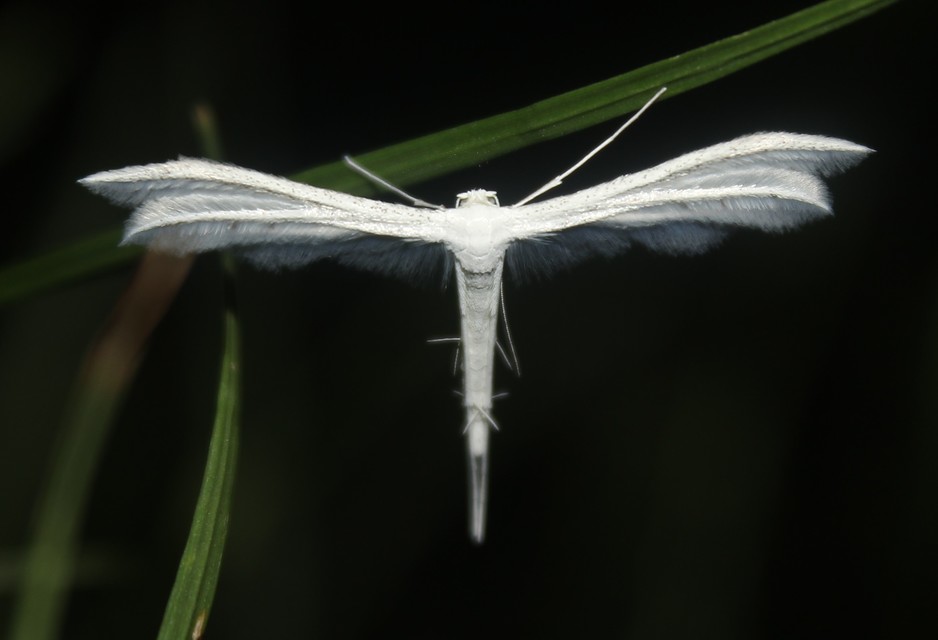 Pterophorus pentadactyla - fehér tollasmoly