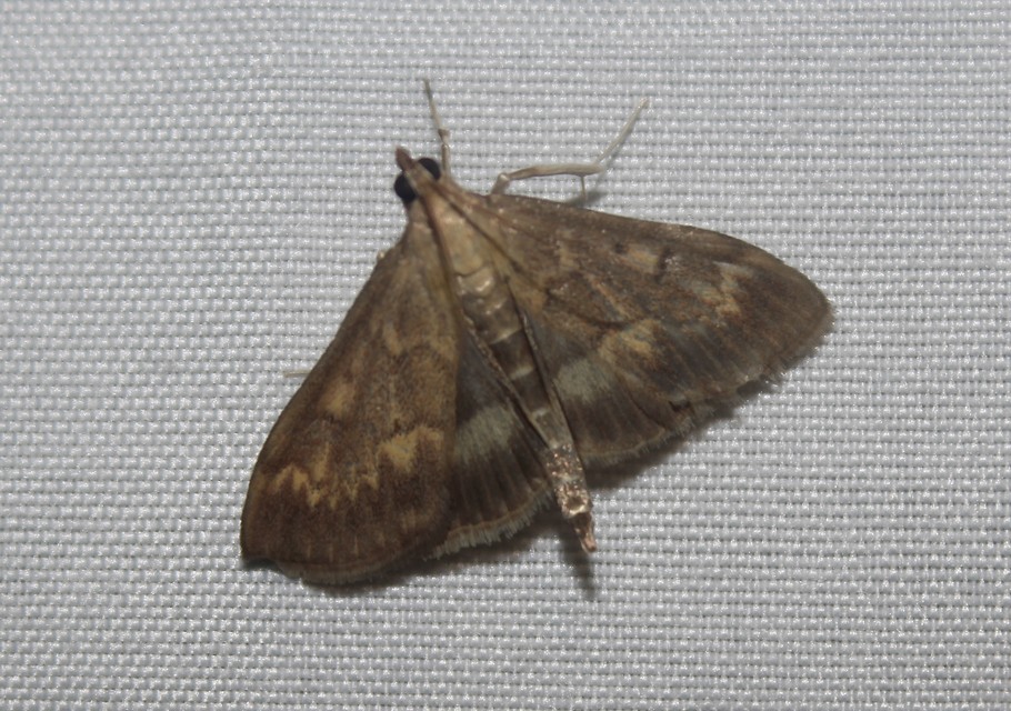 Ostrinia nubilalis - kukoricamoly