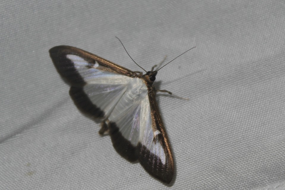 Cydalima perspectalis - puszpáng-tűzmoly