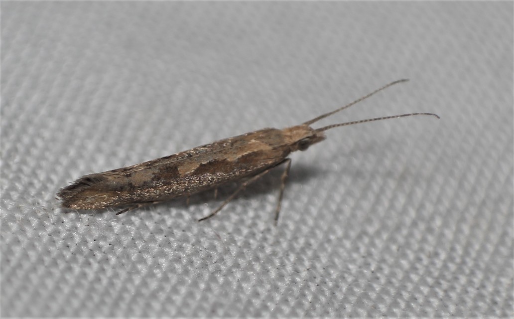 Plutella xylostella - káposztamoly