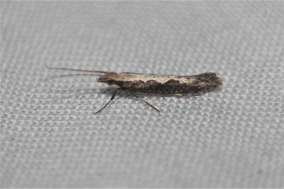 Plutella xylostella - káposztamoly