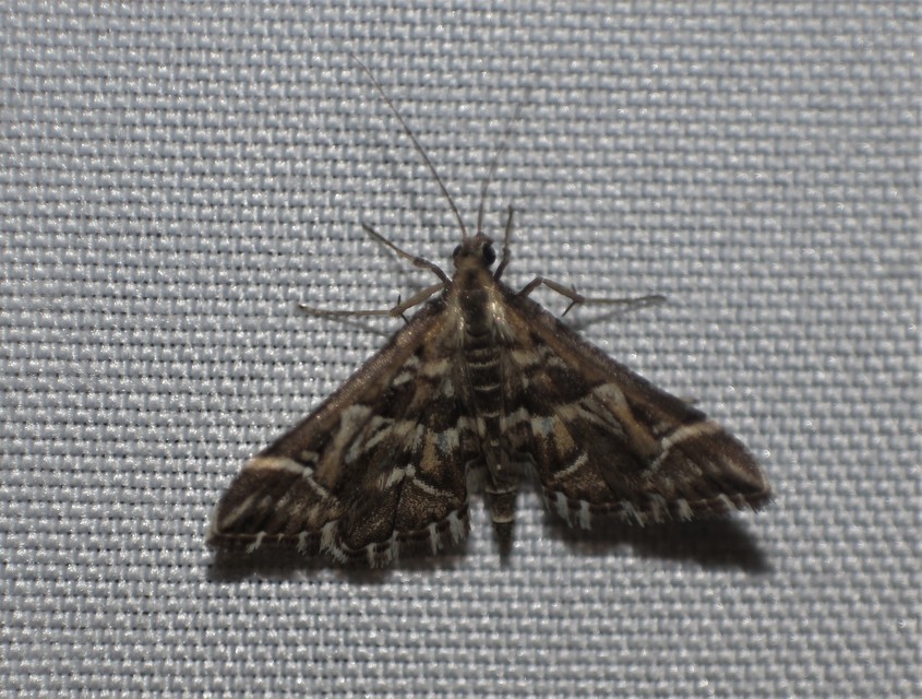 Diasemia reticularis - betűmintás tűzmoly