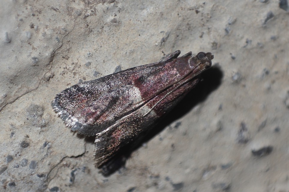 Acrobasis marmorea - márványos karcsúmoly