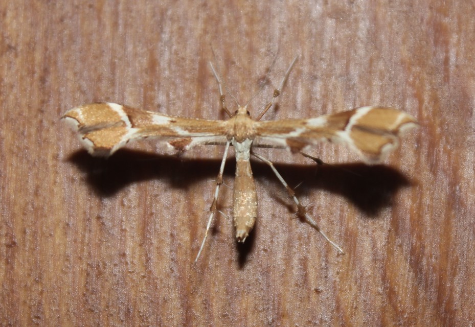 Cnaemidophorus rhododactyla - rózsabogyó-tollasmoly