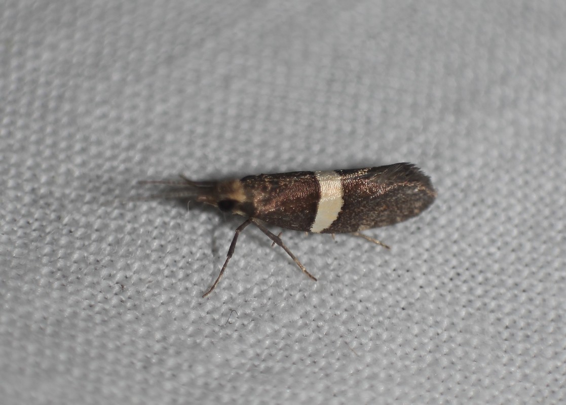 Eidophasia messingiella - kakukktormamoly