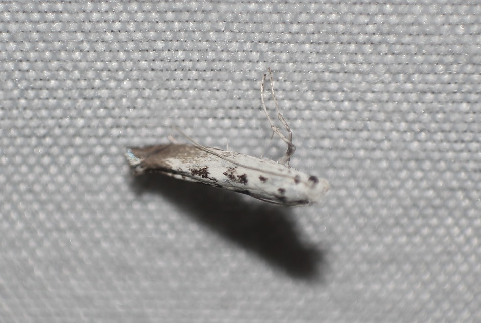 Ornixola caudulatella - farkos keskenymoly