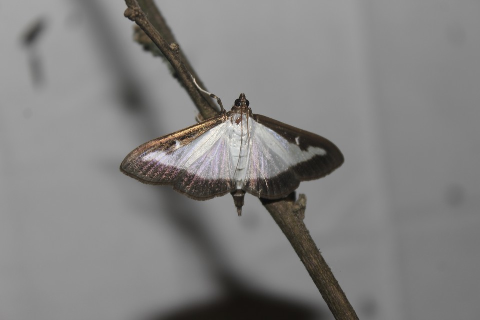Cydalima perspectalis - puszpáng-tűzmoly