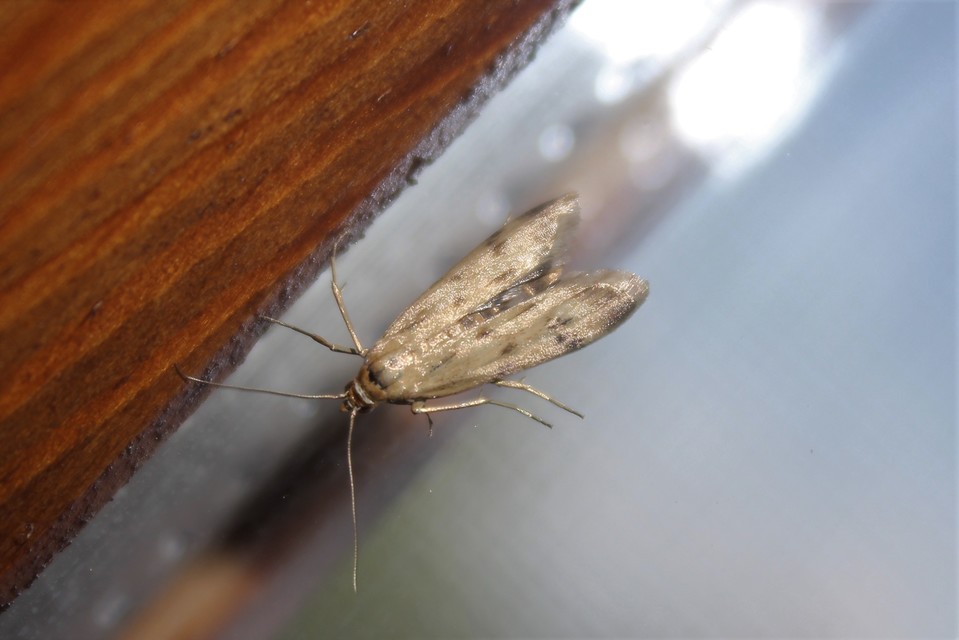 Homoeosoma sinuella - agyagsárga karcsúmoly