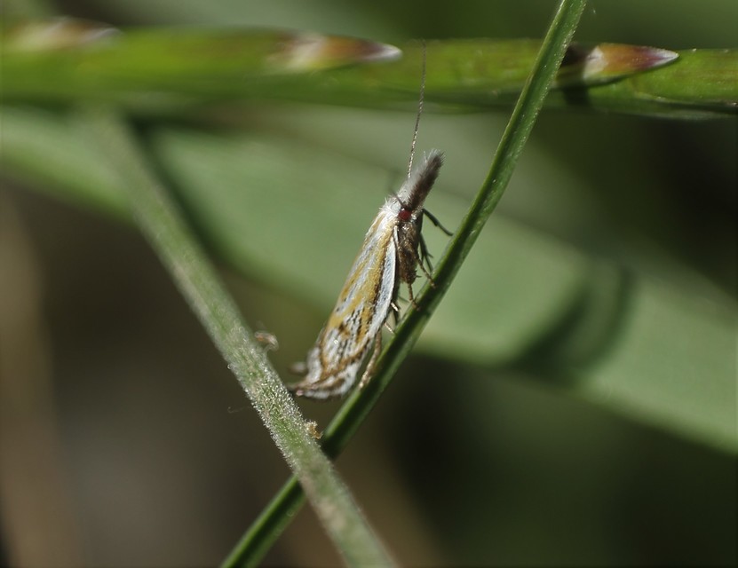 Holoscolia huebneri - sarlósszárnyú csíkosmoly