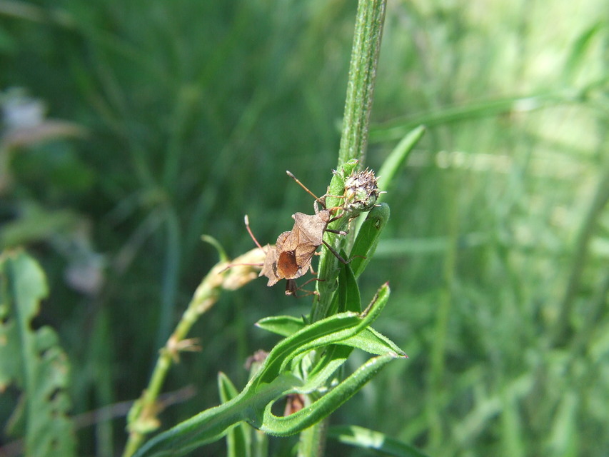Coreus marginatus - közönséges karimáspoloska