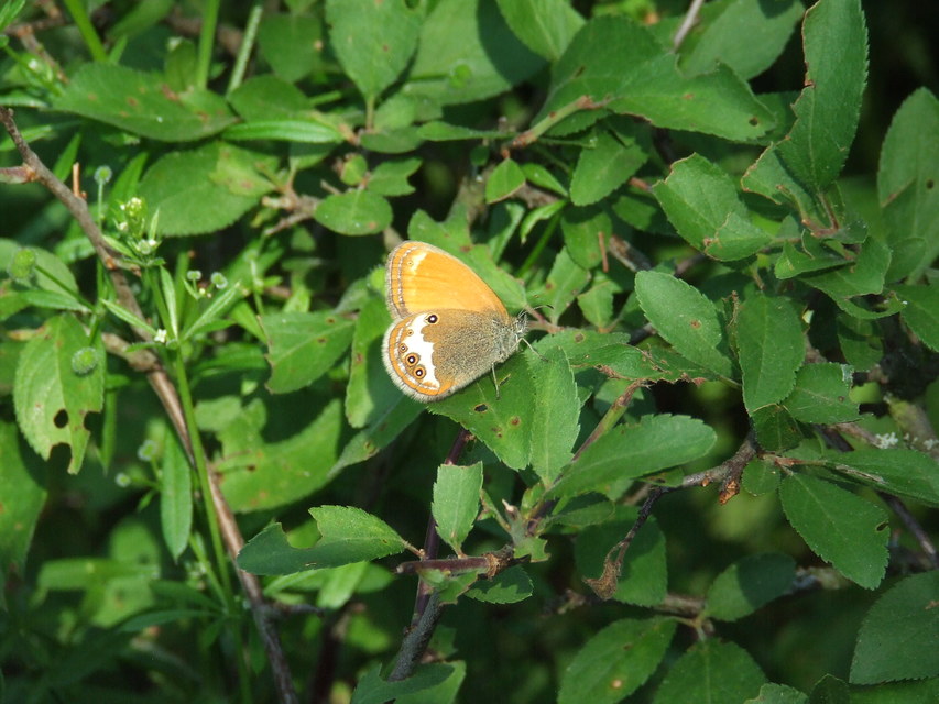 Coenonympha arcania - fehéröves szénalepke