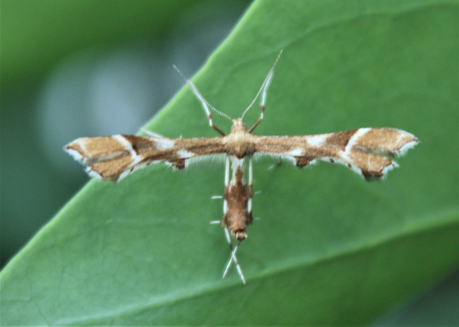 Cnaemidophorus rhododactyla - rózsabogyó-tollasmoly